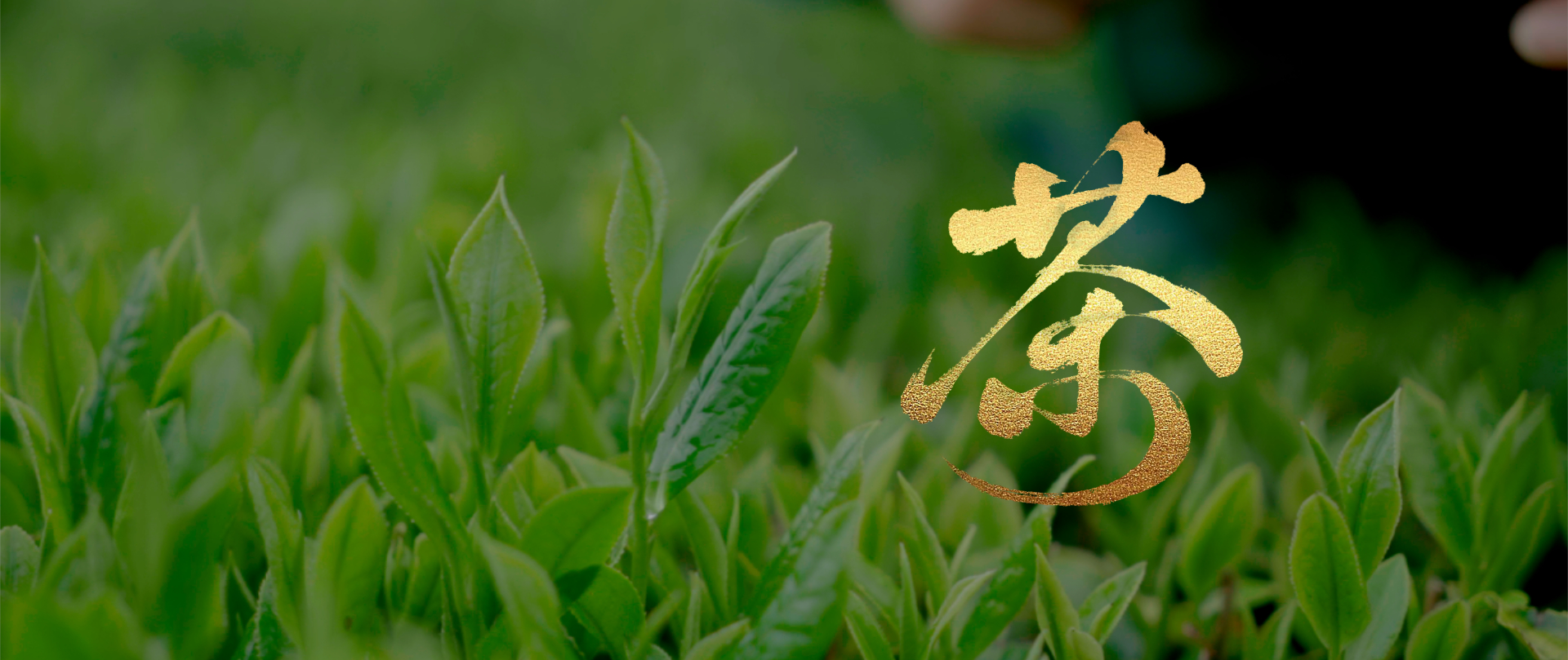 茶